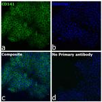CD141 Antibody in Immunocytochemistry (ICC/IF)
