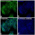 CD141 Antibody in Immunocytochemistry (ICC/IF)