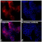 CD141 Antibody in Immunocytochemistry (ICC/IF)