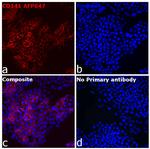 CD141 Antibody in Immunocytochemistry (ICC/IF)