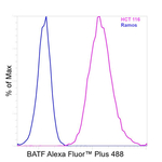 BATF Antibody