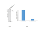 CD130 Antibody