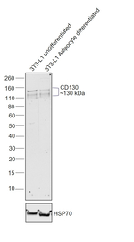 CD130 Antibody in Western Blot (WB)