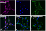 CD130 (GP130) Antibody
