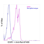 EGR1 Antibody in Flow Cytometry (Flow)