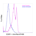 EGR1 Antibody