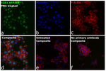 EGR1 Recombinant Rat Monoclonal Antibody (HEGR1DS), Alexa Fluor™ Plus 488