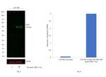 EGR1 Antibody in Western Blot (WB)