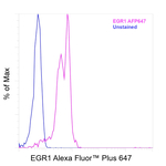 EGR1 Antibody in Flow Cytometry (Flow)