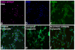 EGR1 Antibody