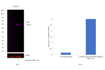 EGR1 Antibody in Western Blot (WB)
