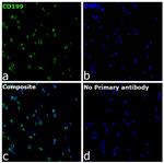 CD199 (CCR9) Recombinant Mouse Monoclonal Antibody (BBC3M4)