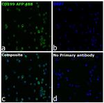 CD199 (CCR9) Recombinant Mouse Monoclonal Antibody (BBC3M4), Alexa Fluor™ Plus 488