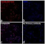 CD199 (CCR9) Recombinant Mouse Monoclonal Antibody (BBC3M4), Alexa Fluor™ Plus 555
