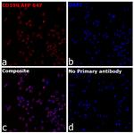 CD199 (CCR9) Recombinant Mouse Monoclonal Antibody (BBC3M4), Alexa Fluor™ Plus 647