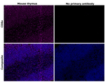 CD8a Antibody in Immunohistochemistry (Paraffin) (IHC (P))