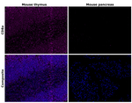 CD8a Antibody