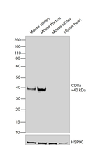 CD8a Antibody in Western Blot (WB)