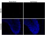 PSD-95 Recombinant Mouse Monoclonal Antibody (7E3-1B8)