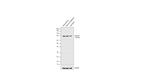 PSD-95 Antibody in Western Blot (WB)