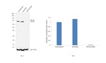 PSD-95 Antibody
