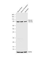 PSD-95 Antibody in Western Blot (WB)