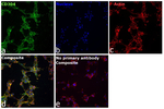 CD304 (Neuropilin-1) Recombinant Rat Monoclonal Antibody (XML1Y1)