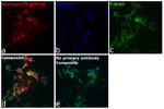 CD304 (Neuropilin-1) Recombinant Rat Monoclonal Antibody (XML1Y1), Alexa Fluor™ Plus 647