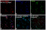 CD41a Recombinant Mouse Monoclonal Antibody (HIP8), Alexa Fluor™ Plus 647