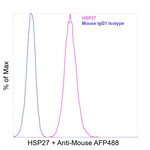 HSP27 Antibody in Flow Cytometry (Flow)