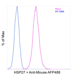 HSP27 Antibody