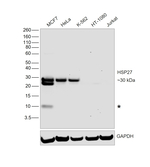 HSP27 Antibody in Western Blot (WB)