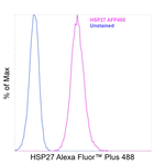 HSP27 Antibody in Flow Cytometry (Flow)