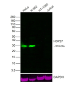 HSP27 Antibody in Western Blot (WB)
