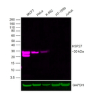 HSP27 Antibody