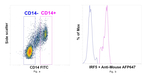IRF5 Antibody