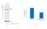IRF5 Antibody