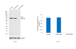 IRF5 Antibody in Western Blot (WB)