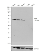 IRF8 Antibody