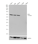 IRF8 Recombinant Mouse Monoclonal Antibody (GW4CML3)