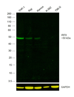IRF8 Antibody