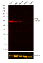 IRF8 Antibody