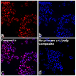 PARP1 Recombinant Mouse Monoclonal Antibody (HC2R8)