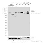 PARP1 Antibody in Western Blot (WB)