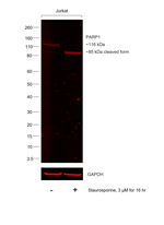 PARP1 Antibody