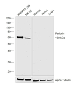 Perforin Recombinant Mouse Monoclonal Antibody (eBioBOR21)
