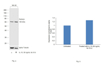 Perforin Antibody in Western Blot (WB)