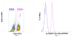 Phospho-CD247 (CD3 zeta) (Tyr142) Antibody
