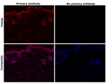 ThPOK Recombinant Rat Monoclonal Antibody (2POK)