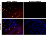 Trefoil factor 3 Antibody in Immunohistochemistry (Paraffin) (IHC (P))